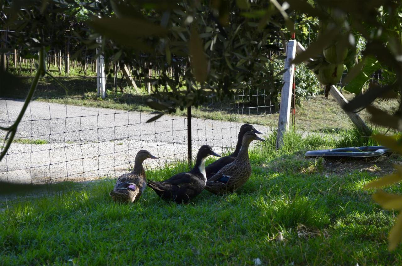 アーラ Ca Ulivi Bed & Breakfast エクステリア 写真