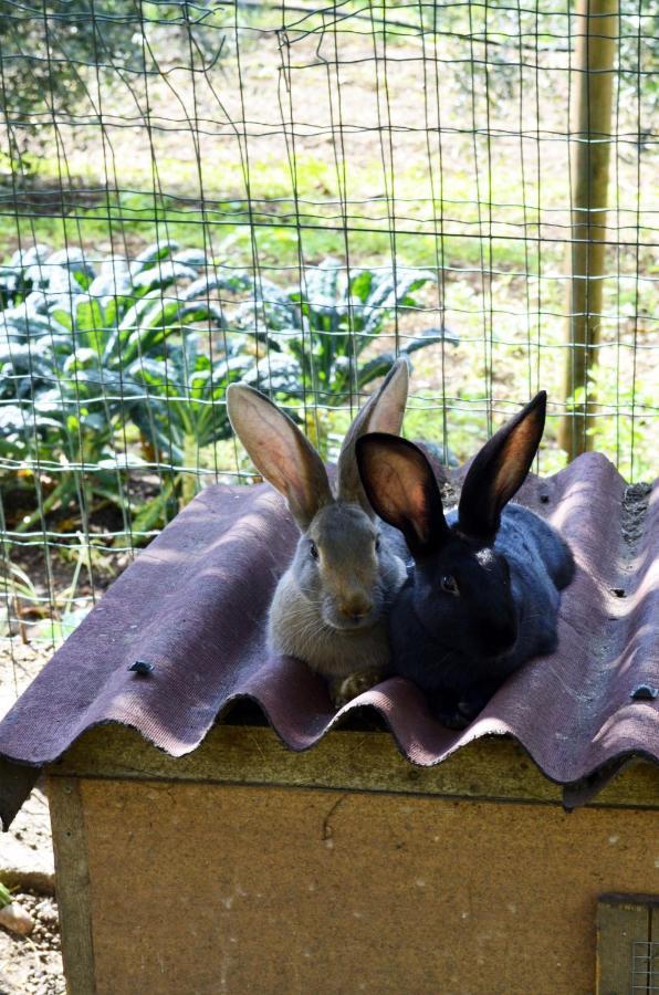 アーラ Ca Ulivi Bed & Breakfast エクステリア 写真