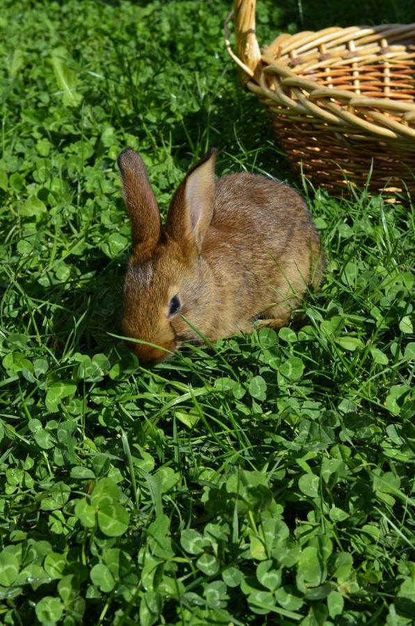 アーラ Ca Ulivi Bed & Breakfast エクステリア 写真